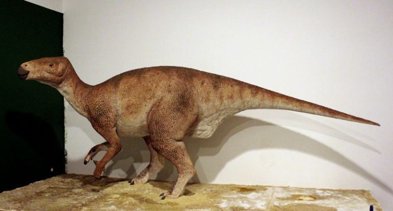 iguanodon54d1ec3e2eb0f
